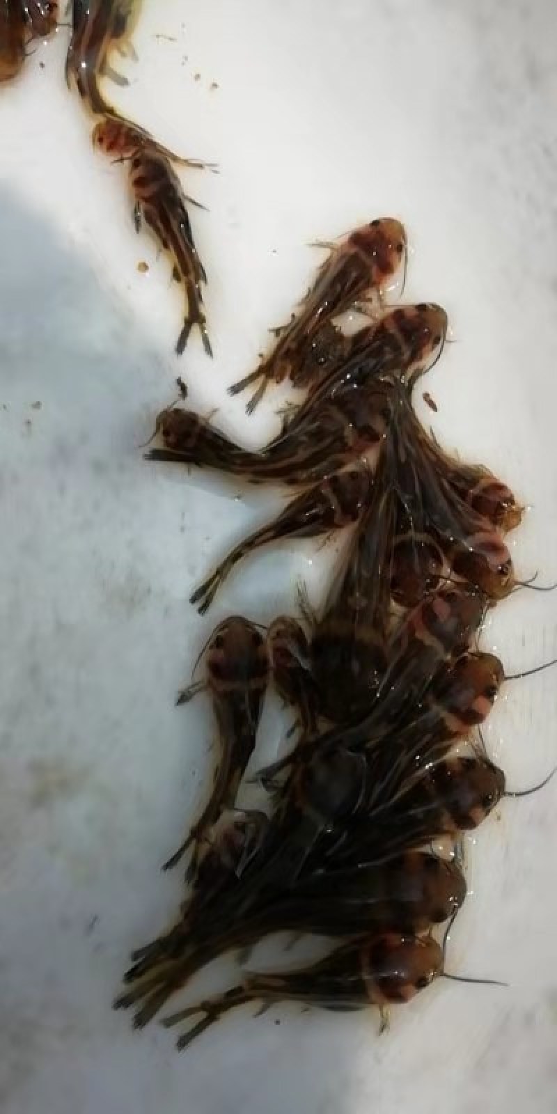 黄骨鱼苗杂交黄骨鱼苗场地直销价格美丽支持全国陆空运