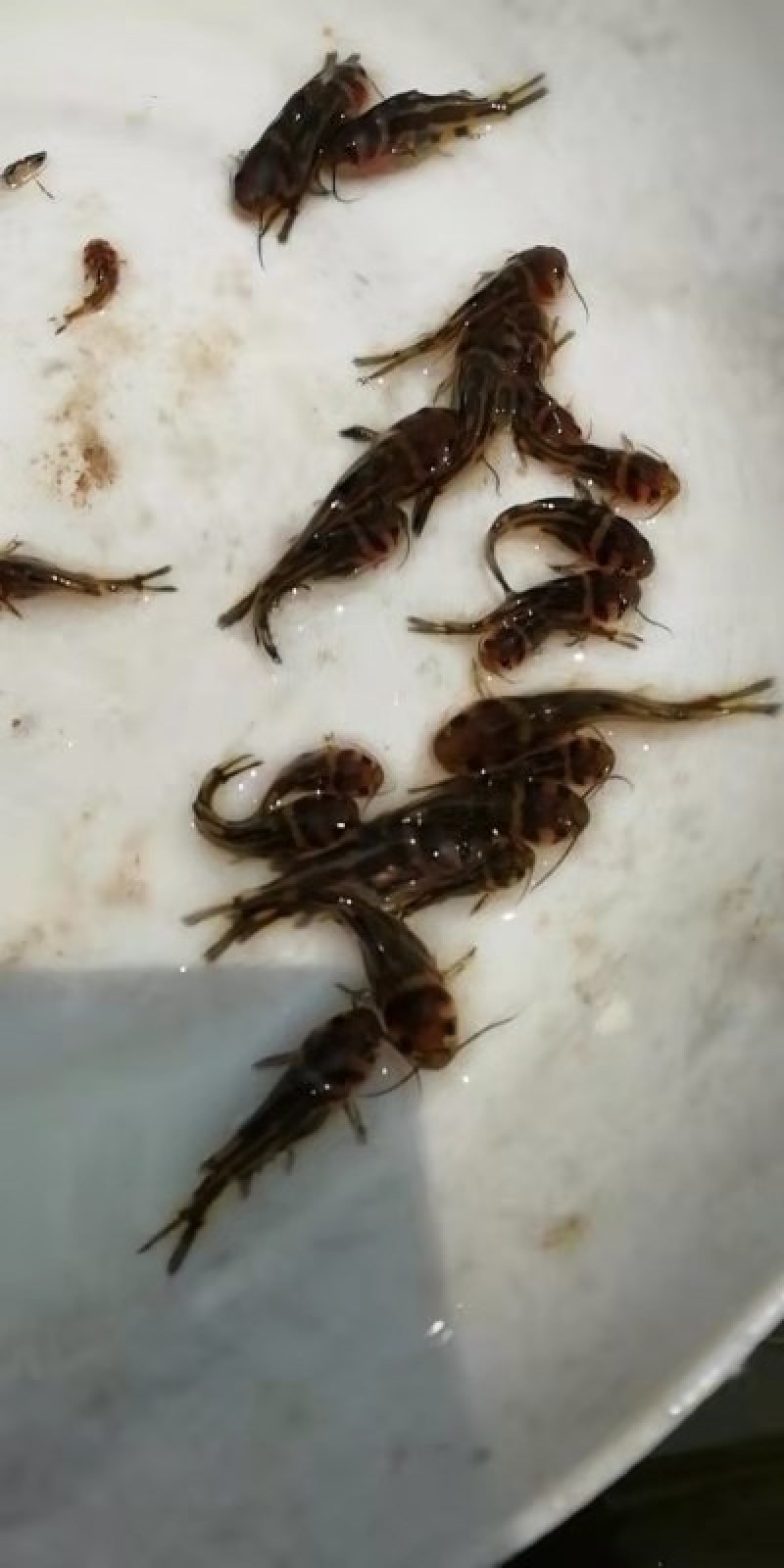 黄骨鱼苗杂交黄骨鱼苗场地直销价格美丽支持全国陆空运