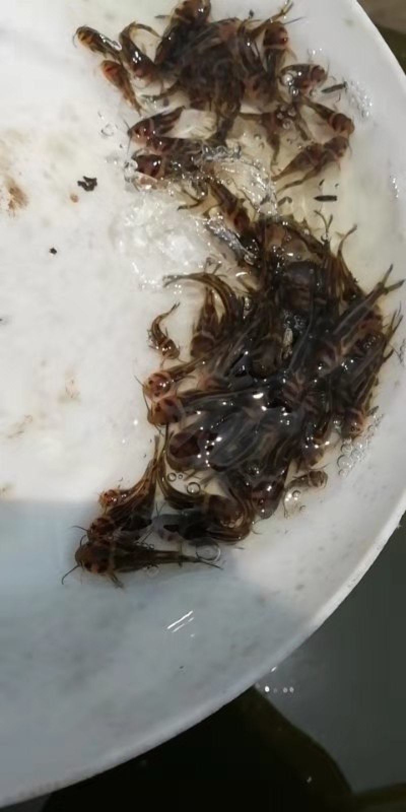 黄骨鱼苗杂交黄骨鱼苗场地直销价格美丽支持全国陆空运