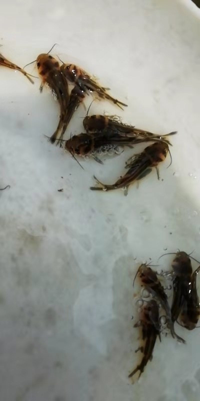黄骨鱼苗杂交黄骨鱼苗场地直销价格美丽支持全国陆空运