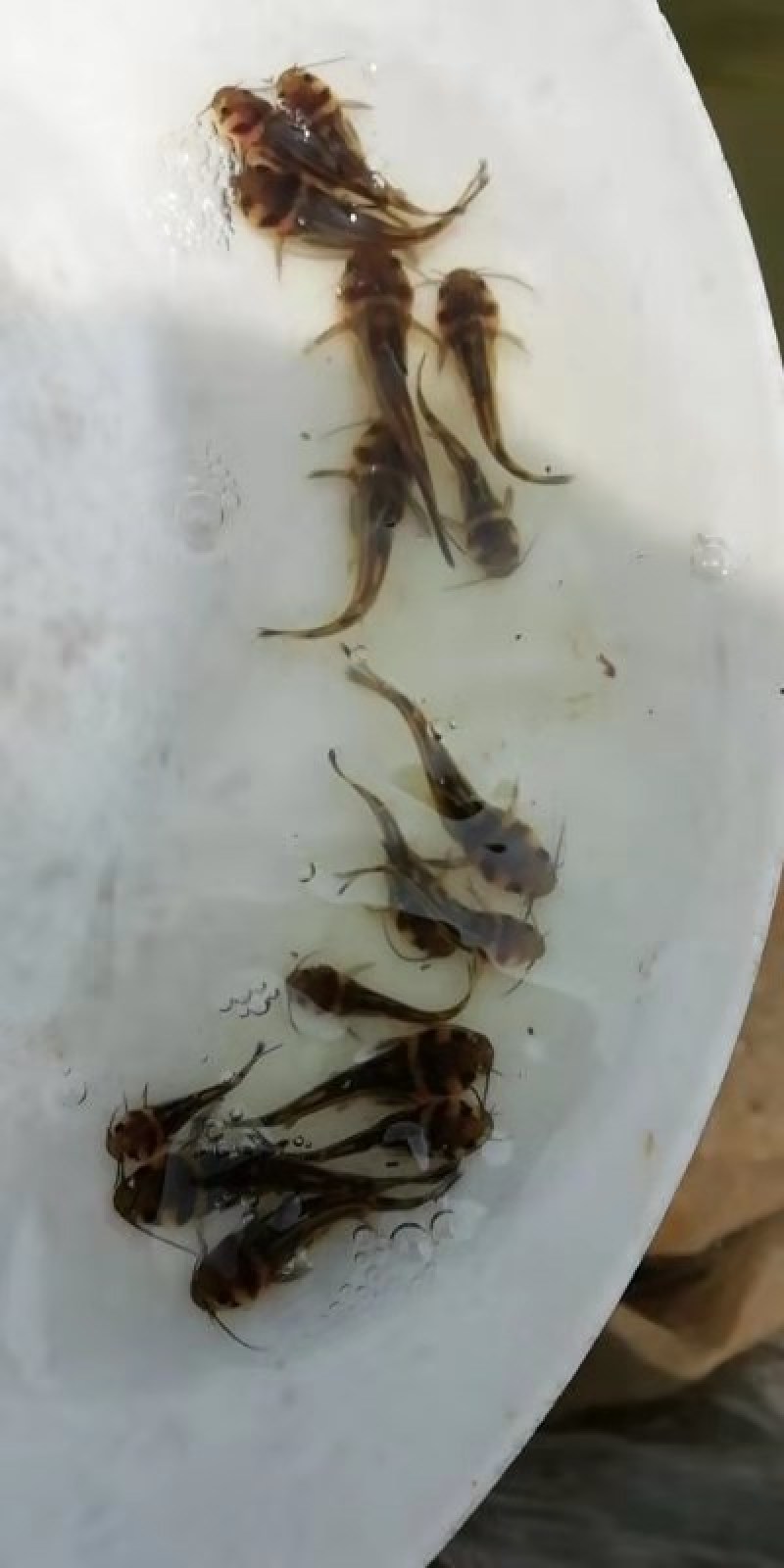 黄骨鱼苗杂交黄骨鱼苗场地直销价格美丽支持全国陆空运
