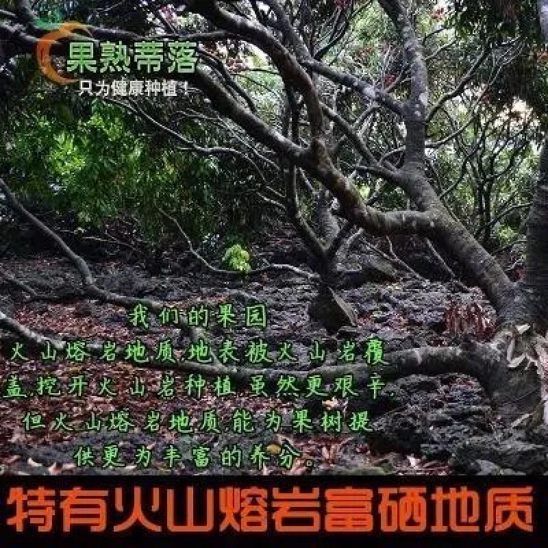 海口火山岩荔枝王，比荔枝还大的荔枝，果肉白嫩，脆甜