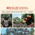 海口火山岩荔枝王，比荔枝还大的荔枝，果肉白嫩，脆甜