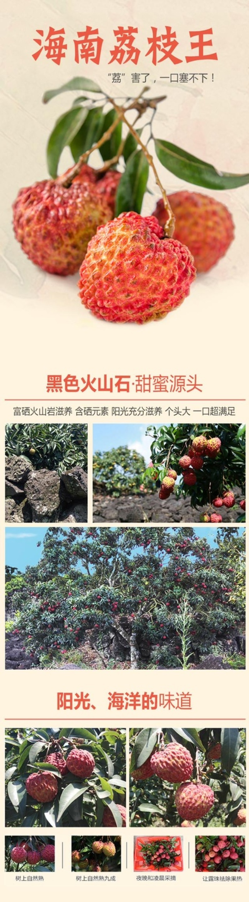 海口火山岩荔枝王，比荔枝还大的荔枝，果肉白嫩，脆甜