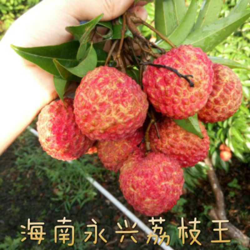 海口火山岩荔枝王，比荔枝还大的荔枝，果肉白嫩，脆甜