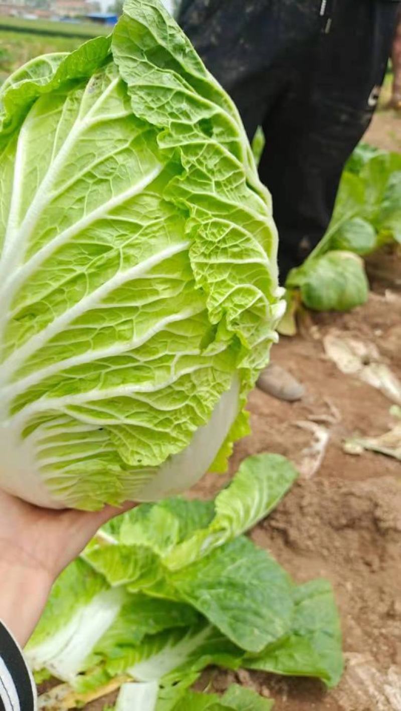 安徽大白菜已经大量上市黄心大白菜希望广大的客户前来购