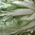 安徽大白菜已经大量上市黄心大白菜希望广大的客户前来购