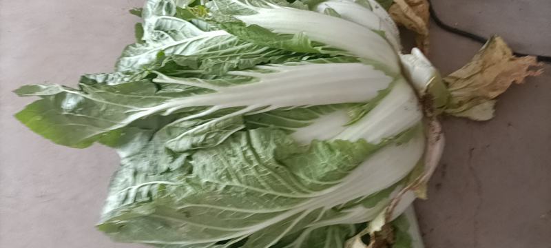 安徽大白菜已经大量上市黄心大白菜希望广大的客户前来购