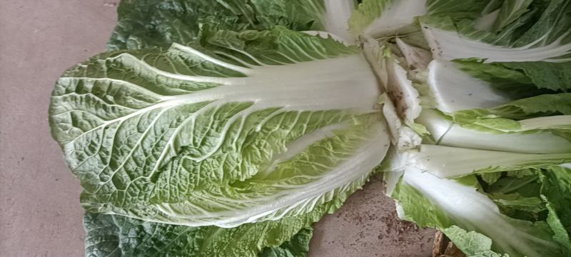 安徽大白菜已经大量上市黄心大白菜希望广大的客户前来购