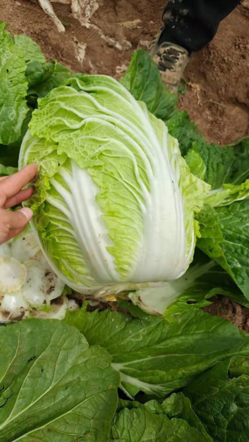 安徽大白菜已经大量上市黄心大白菜希望广大的客户前来购