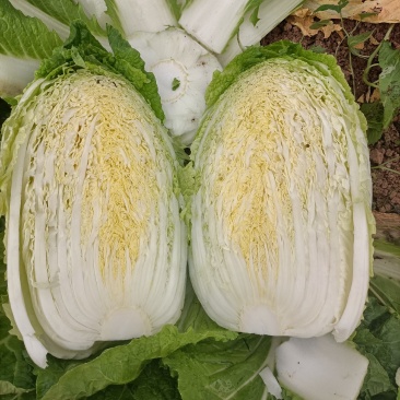 安徽大白菜已经大量上市黄心大白菜希望广大的客户前来购