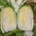 安徽大白菜已经大量上市黄心大白菜希望广大的客户前来购