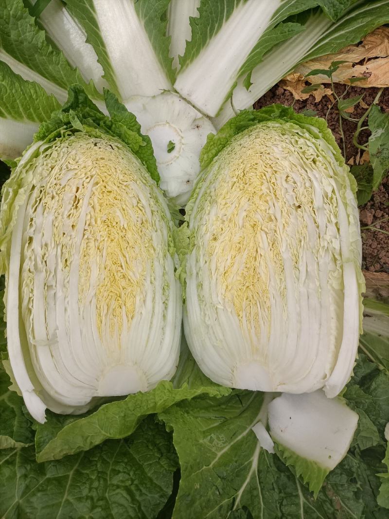 安徽大白菜已经大量上市黄心大白菜希望广大的客户前来购