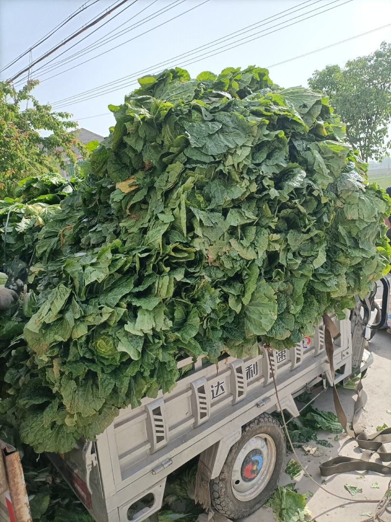 安徽大白菜已经大量上市黄心大白菜希望广大的客户前来购