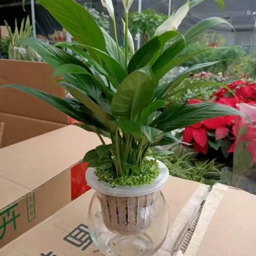 小森林水培白掌室内盆栽