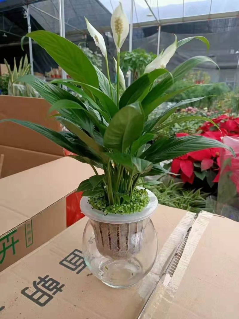 小森林水培白掌室内盆栽