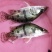 优质鳜鱼苗桂花苗肉食性鳌桂鱼公分苗寸苗、场地直销