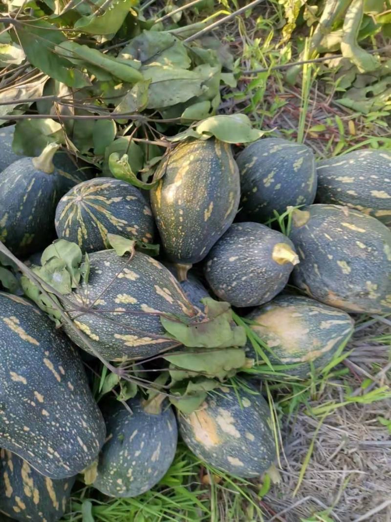 广东南瓜种子香芋南瓜种子香芋味全国包邮抗病高产