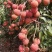 荔枝大果