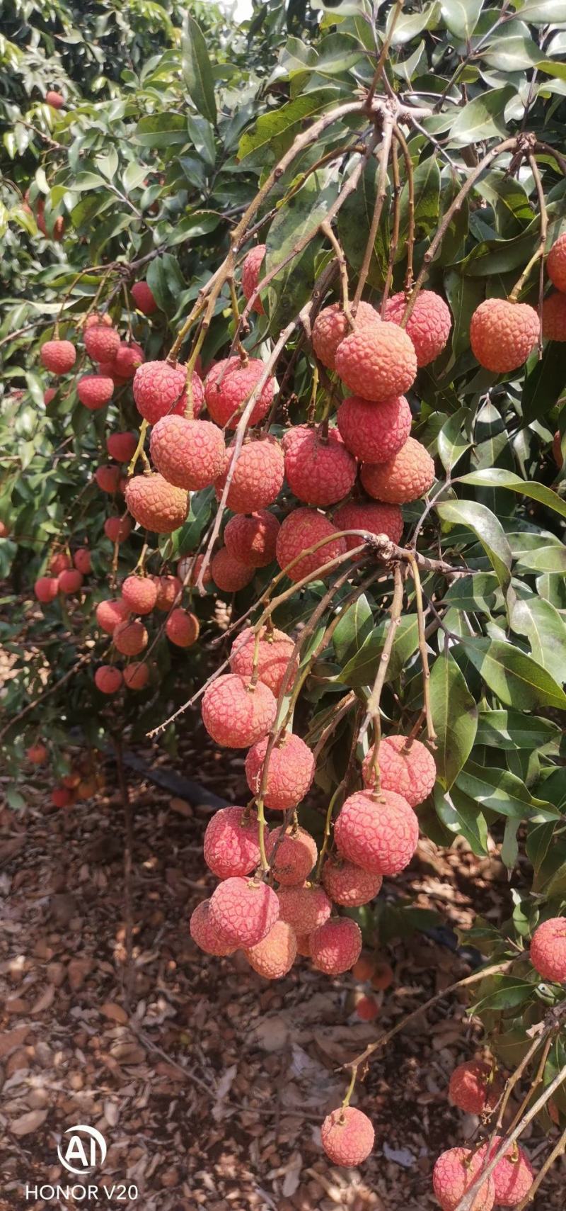 荔枝大果