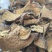云南凤庆野生山乌龟，地不容金不换切片干货
