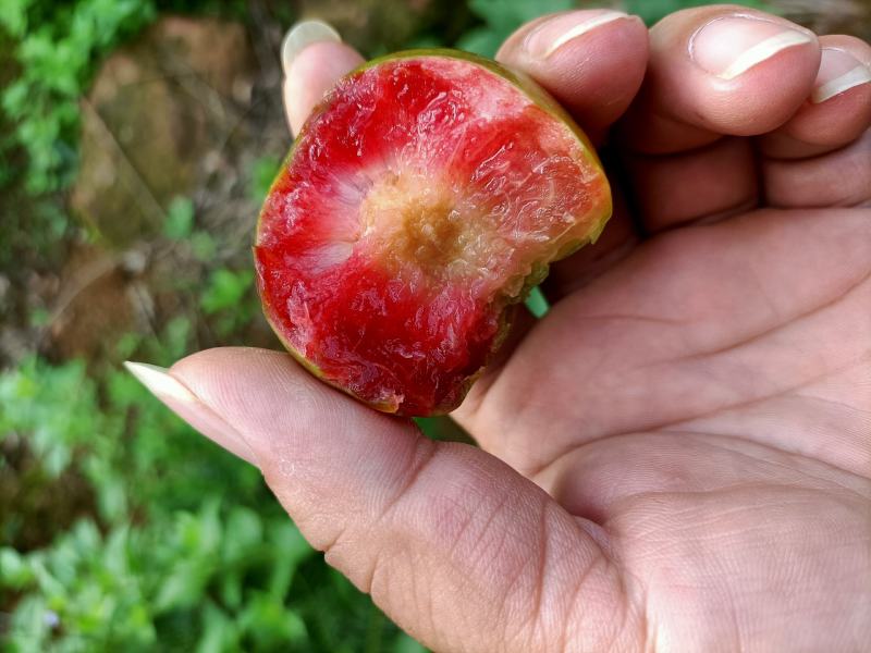 广西银飞三华李，吃过返寻味。二百亩大园等你开园。