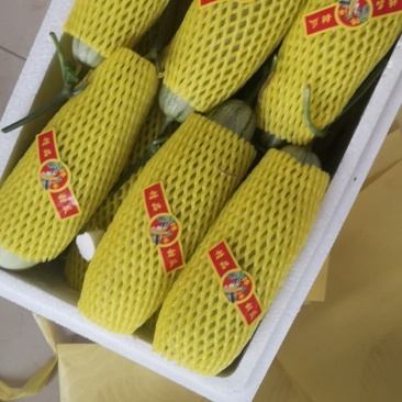 山东博洋甜瓜陆续开始上市了