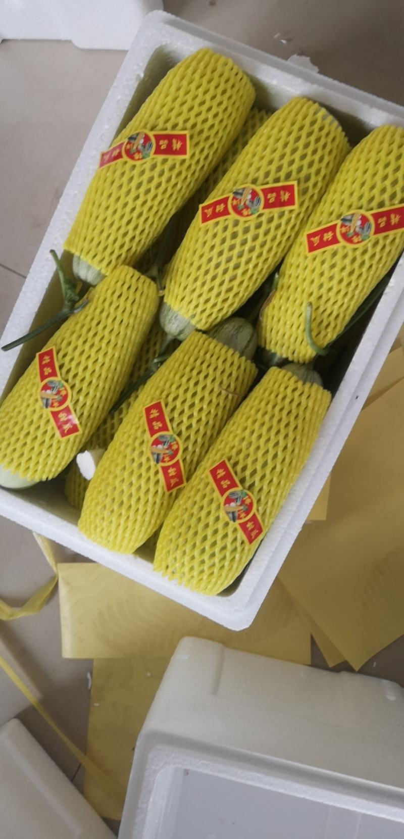 山东博洋甜瓜陆续开始上市了
