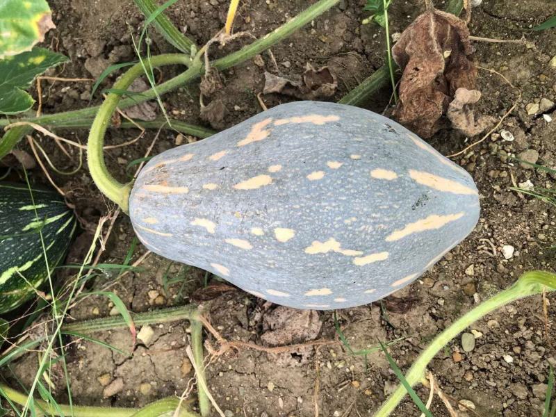 广东南瓜种子香芋南瓜种子香芋味全国包邮抗病高产