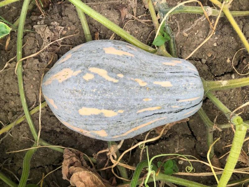 广东南瓜种子香芋南瓜种子香芋味全国包邮抗病高产