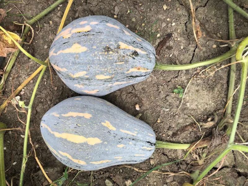 广东南瓜种子香芋南瓜种子香芋味全国包邮抗病高产