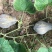 广东南瓜种子香芋南瓜种子香芋味全国包邮抗病高产