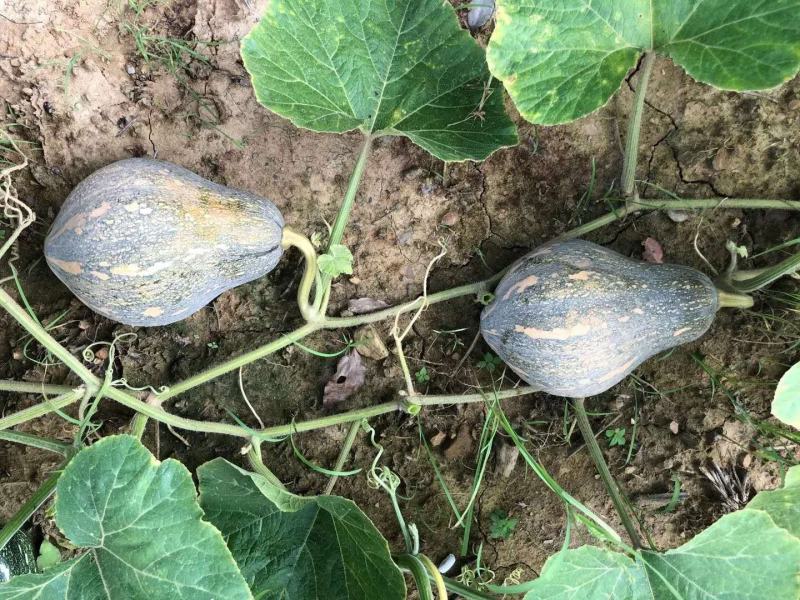 广东南瓜种子香芋南瓜种子香芋味全国包邮抗病高产