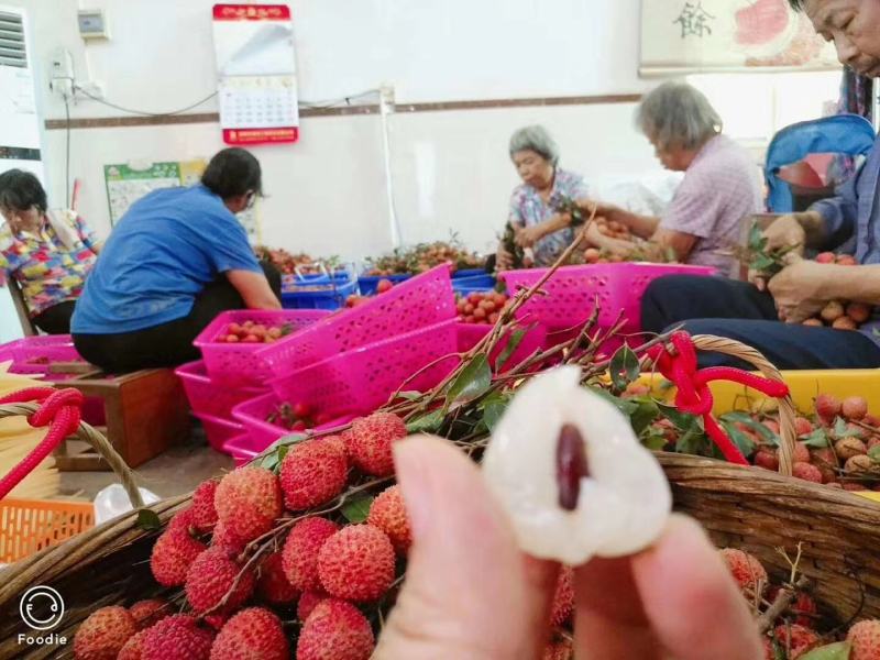 高州白糖罂荔枝产地直销现摘现发（整车发货）