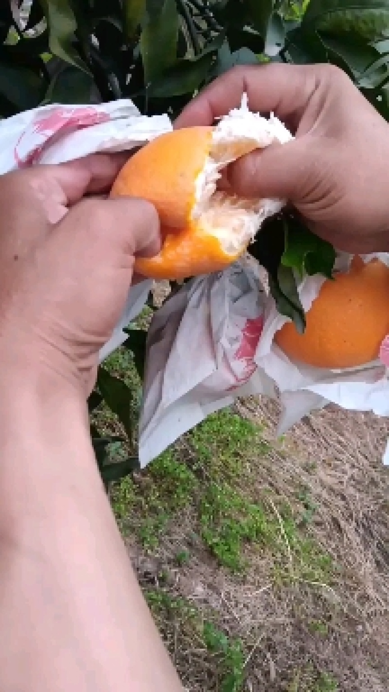 青见柑橘水份充足的柑橘