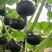 南瓜种子贝贝南瓜种子成活发芽率高长年有货