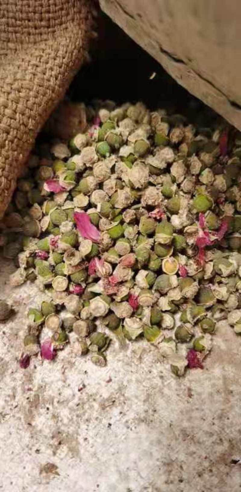 平阴玫瑰花托万亩玫瑰种植加工基地