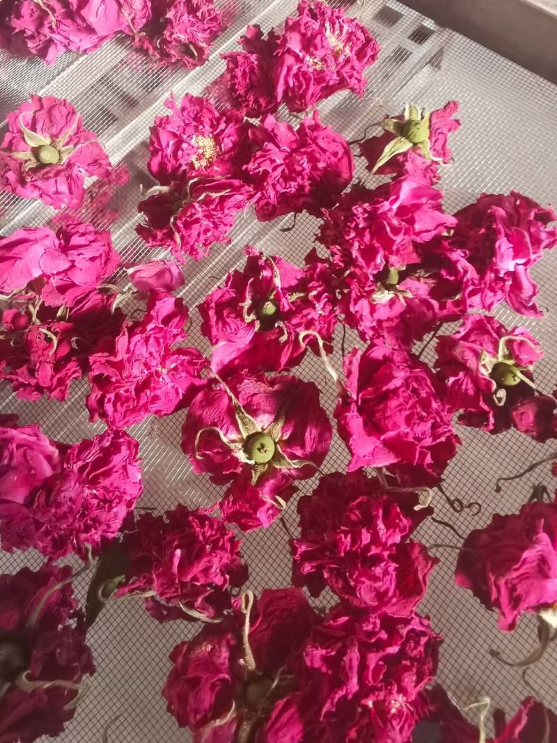 平阴玫瑰花托万亩玫瑰种植加工基地