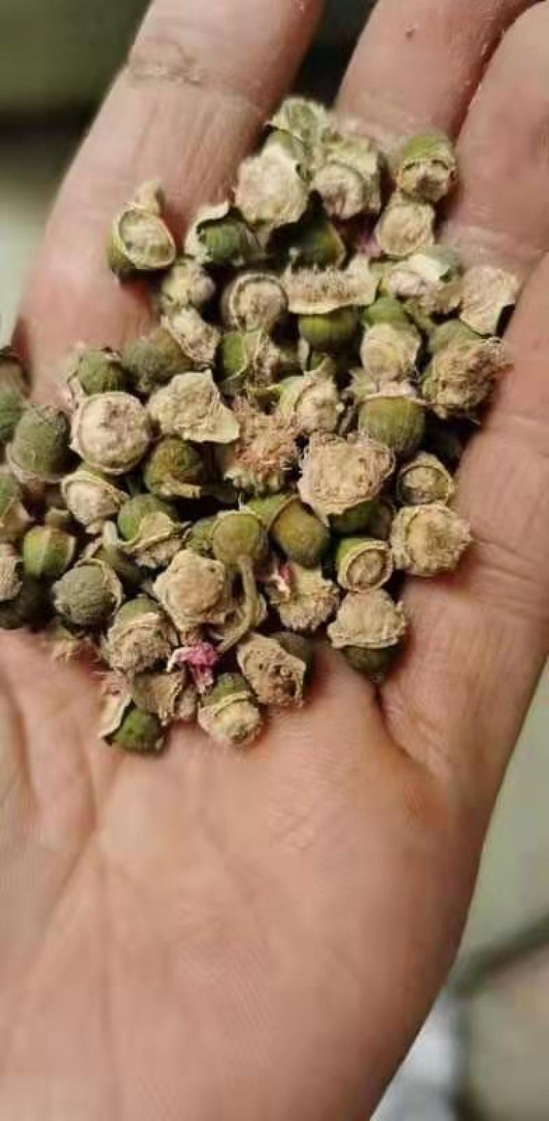 平阴玫瑰花托万亩玫瑰种植加工基地