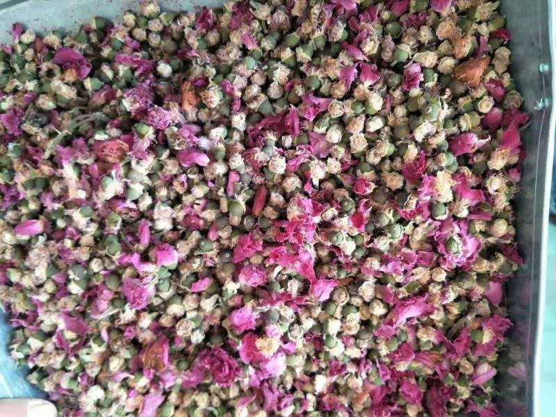 平阴玫瑰花托万亩玫瑰种植加工基地