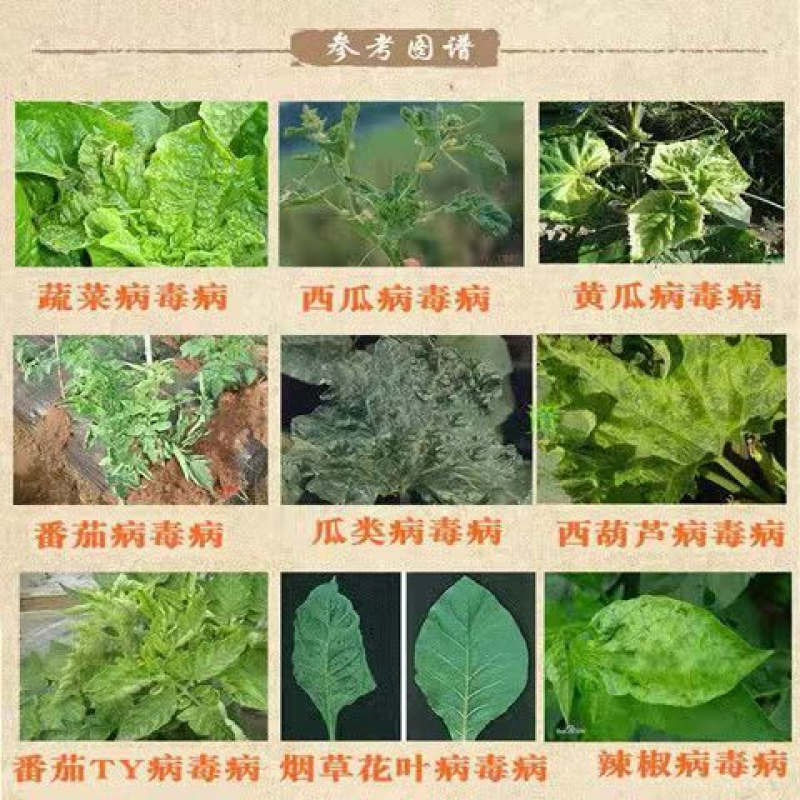 沪联锐抗5%氨基寡糖素杀菌剂农药病毒病花叶病小叶卷叶畸形