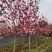 红花玉兰，五峰玉兰，四川红花玉兰基地，成都红花玉兰批发价