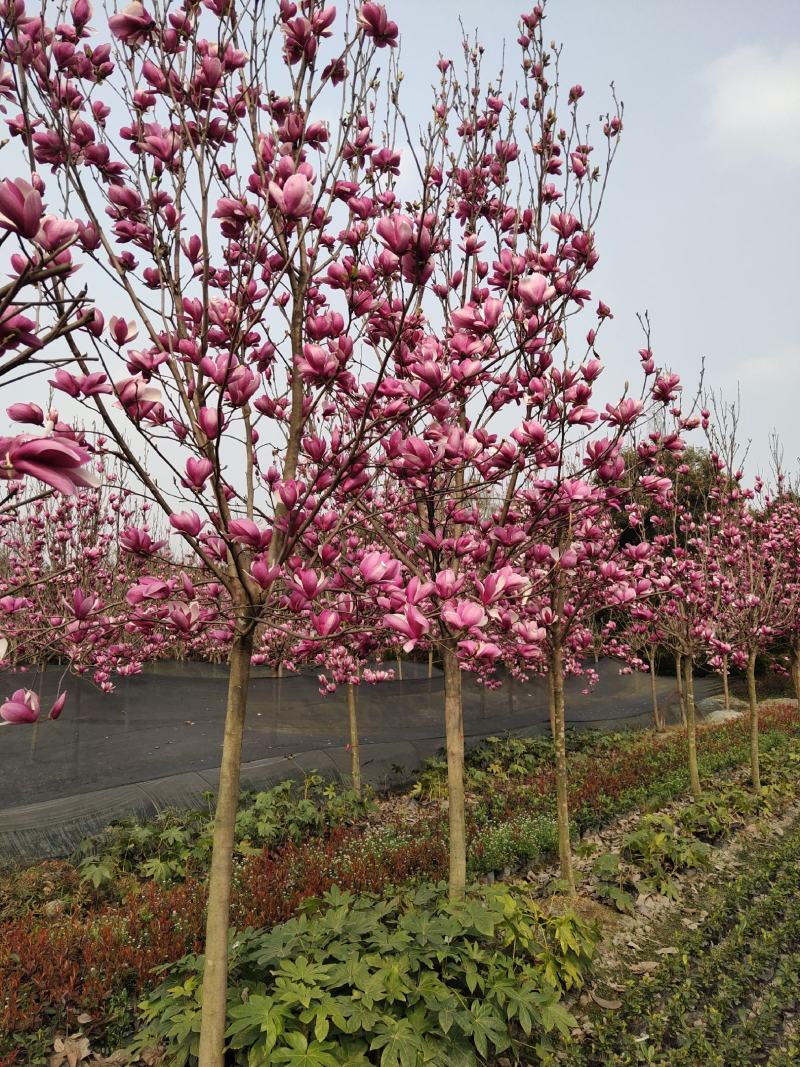 红花玉兰，五峰玉兰，四川红花玉兰基地，成都红花玉兰批发价