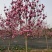 红花玉兰，五峰玉兰，四川红花玉兰基地，成都红花玉兰批发价