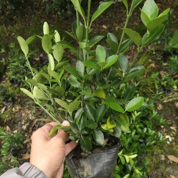 大叶黄杨，万年青，冬青卫矛，四川万年青批发成都万年青价格