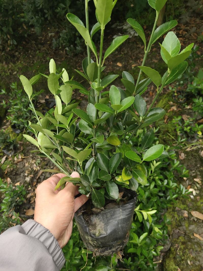 大叶黄杨，万年青，冬青卫矛，四川万年青批发成都万年青价格