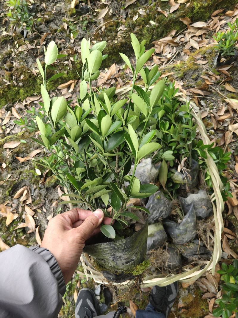大叶黄杨，万年青，冬青卫矛，四川万年青批发成都万年青价格