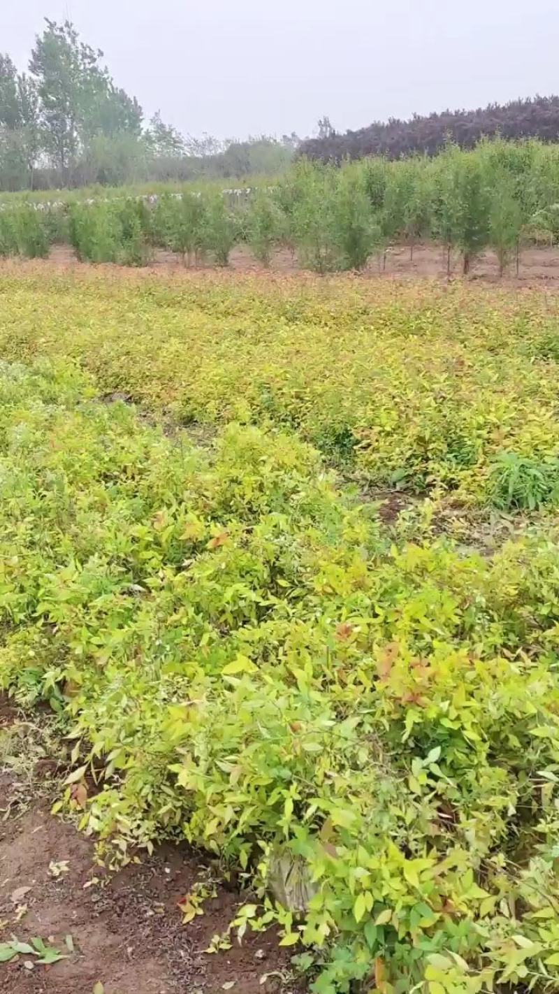 金焰绣线菊麻叶绣线菊各种营养杯小苗……
