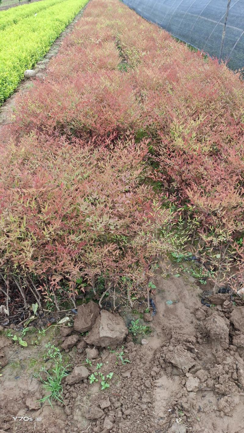 金焰绣线菊麻叶绣线菊各种营养杯小苗……