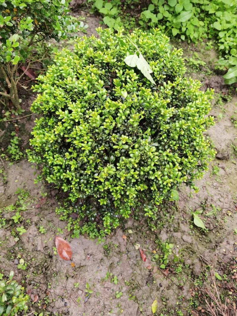 龟甲冬青，四川龟甲冬青基地出售，成都龟甲冬青批发价格